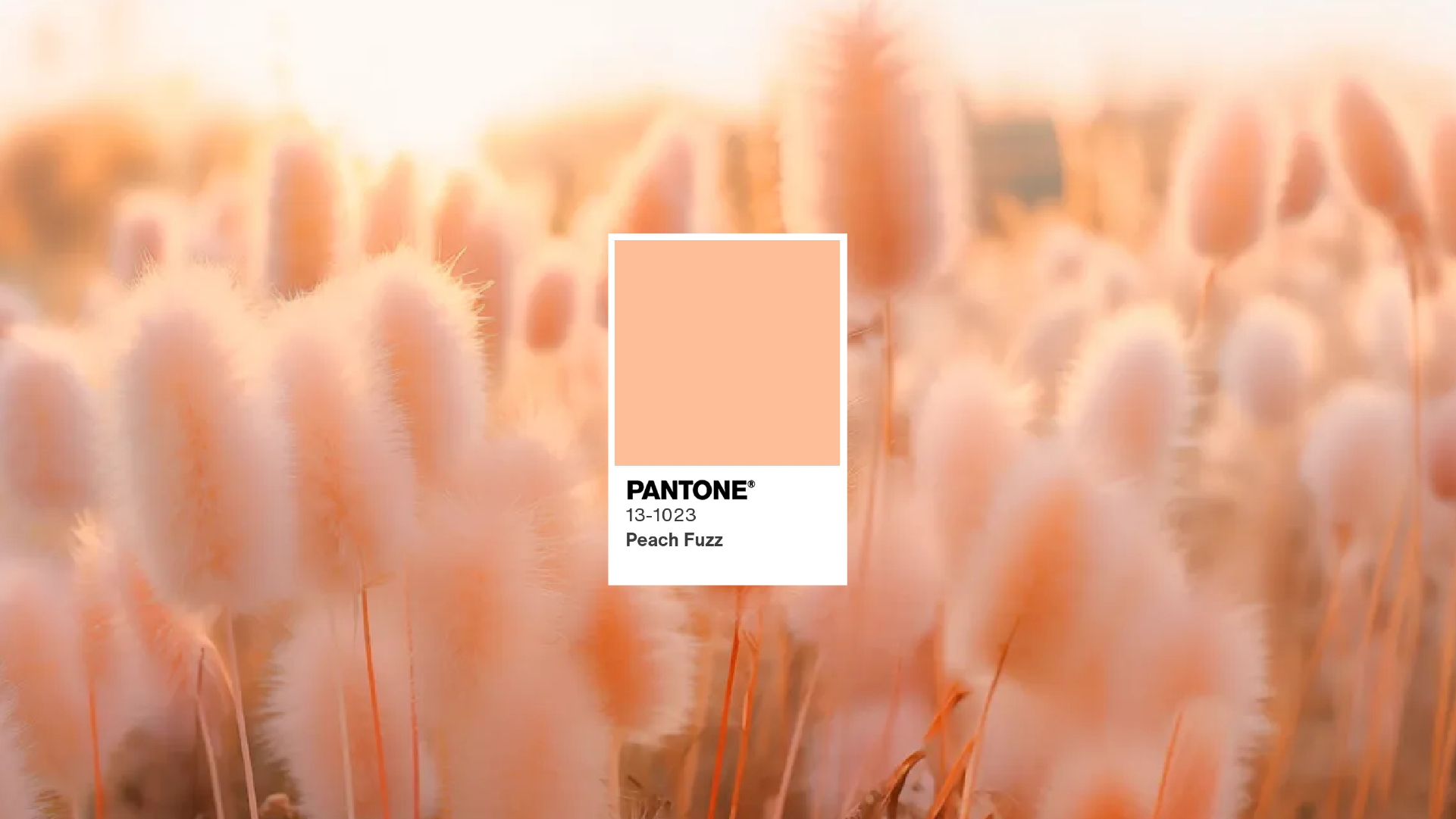 Aveludada, acolhedora e equilibrando-se entre tons de rosa e laranja: esta é a PEACH FUZZ, selecionada pelo Instituto Pantone como a cor do ano 2024